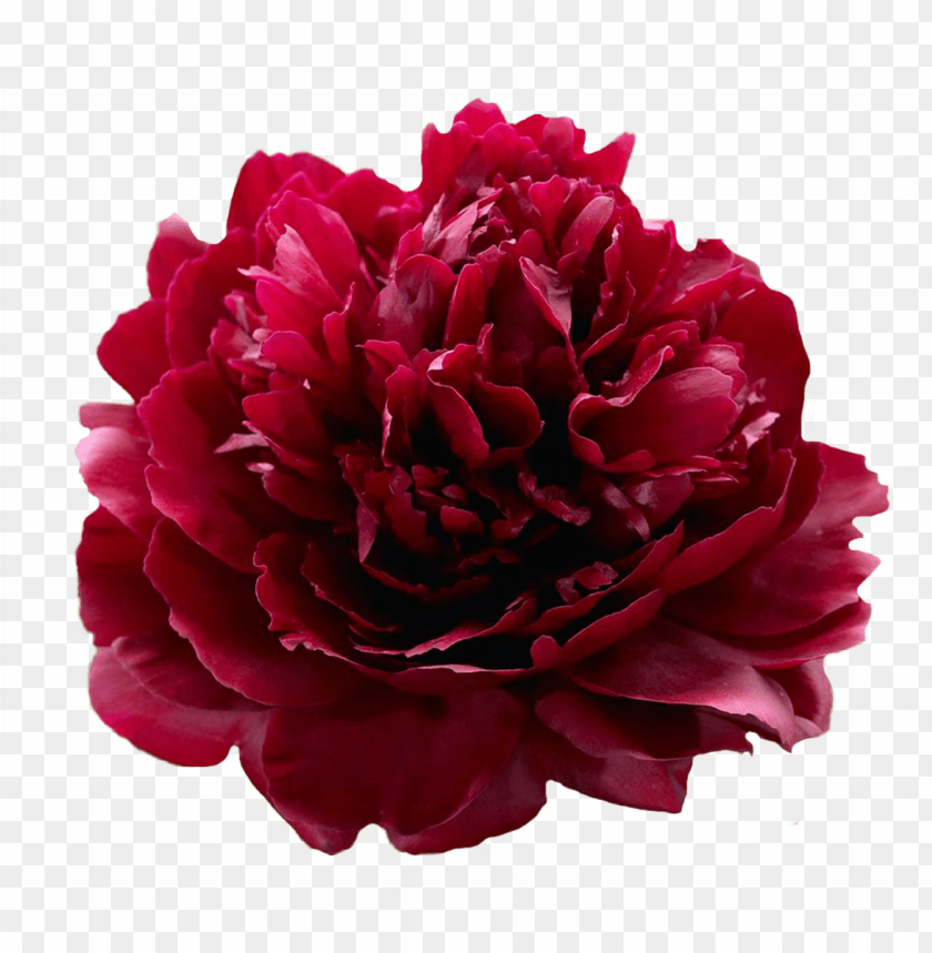 aeonia red sarah bernhardt peonies my peony - red peony sarah PNG image  with transparent background | TOPpng