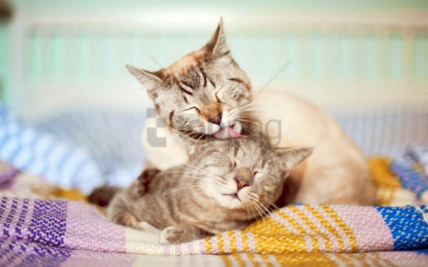 affection care cats couple wallpaper background best stock photos - Image ID 160874