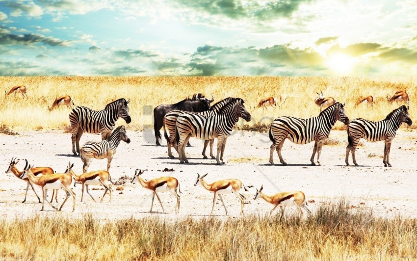 Africa, Antelope, Buffalo, Savannah, Sky, Zebra Wallpaper Background Best Stock Photos