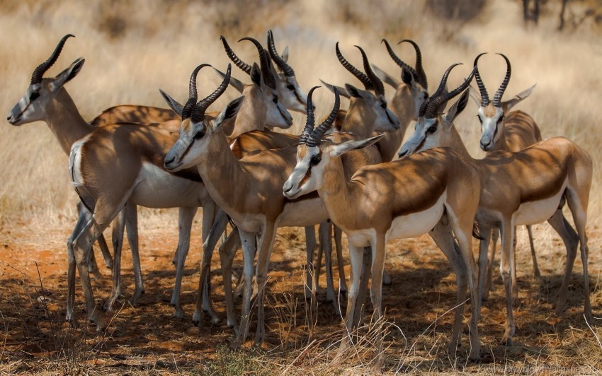 Africa Antelope Nature Wallpaper Background Best Stock Photos