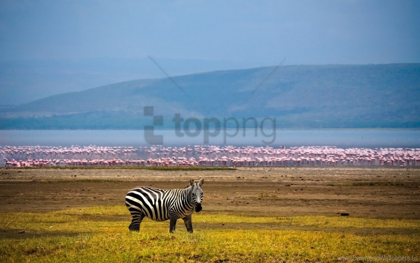 Africa, Background, Flamingos, Lake, Zebra Wallpaper Background Best Stock Photos