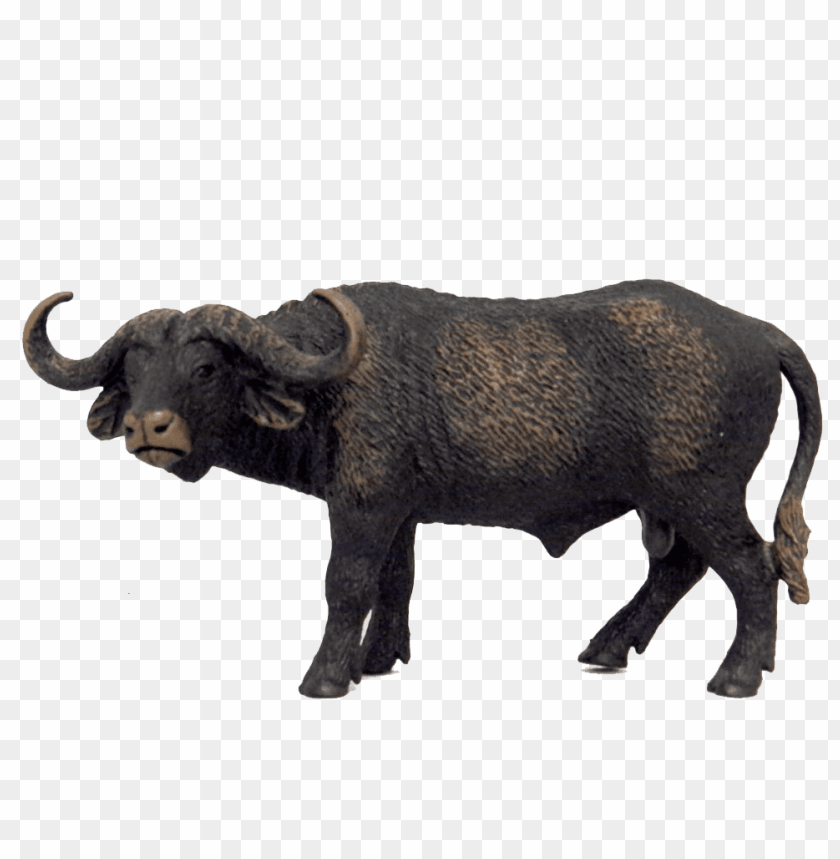 Download buffalo free s images background | TOPpng