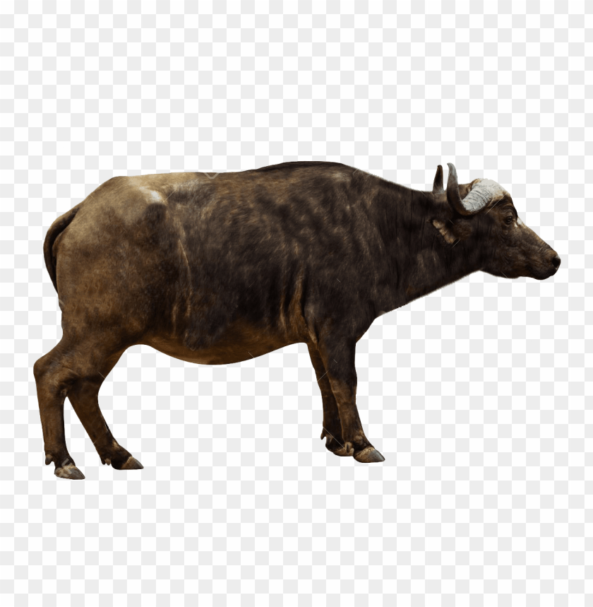 buffalo,animals