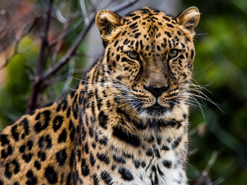 african leopard, leopard, predator, muzzle, big cat background@toppng.com