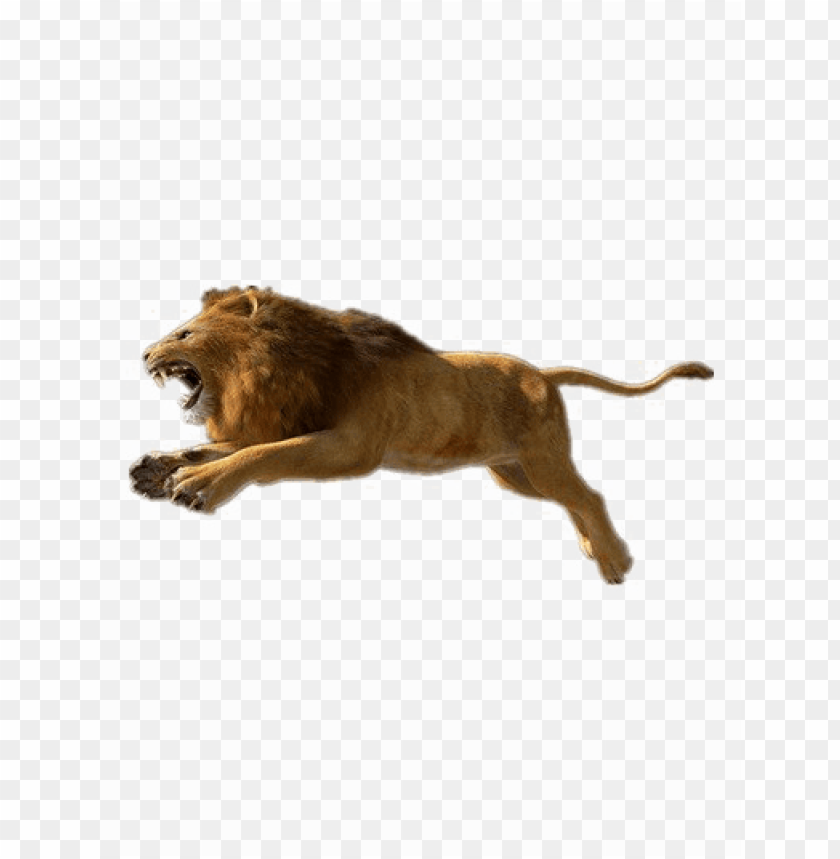 African Lion Png Photos Lion Pictures Download Hd Free Png Image With Transparent Background Toppng