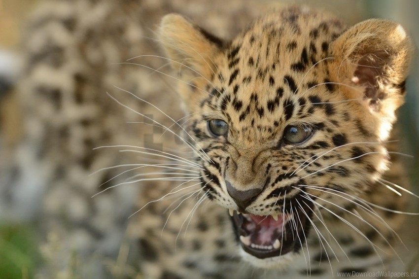 Aggression Amur Leopard Cat Cub Leopard Teeth Wallpaper Background Best Stock Photos