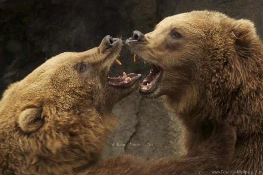 Aggression Bears Couple Eyes Screaming Wallpaper Background Best Stock Photos