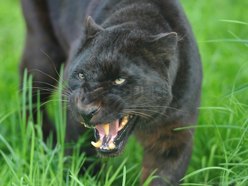 free PNG aggression, big cat, face, panther, predator, teeth wallpaper background best stock photos PNG images transparent