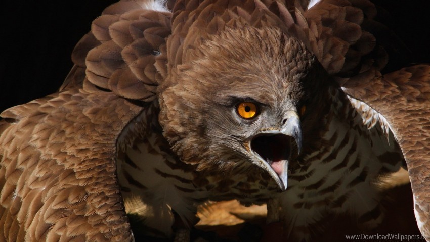 Aggression Bird Eagle Feathers Flap Predator Screaming Wallpaper Background Best Stock Photos