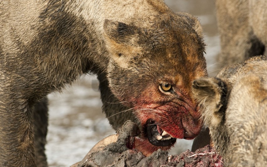 Aggression Blood Face Lioness Mining Teeth Wallpaper Background Best Stock Photos