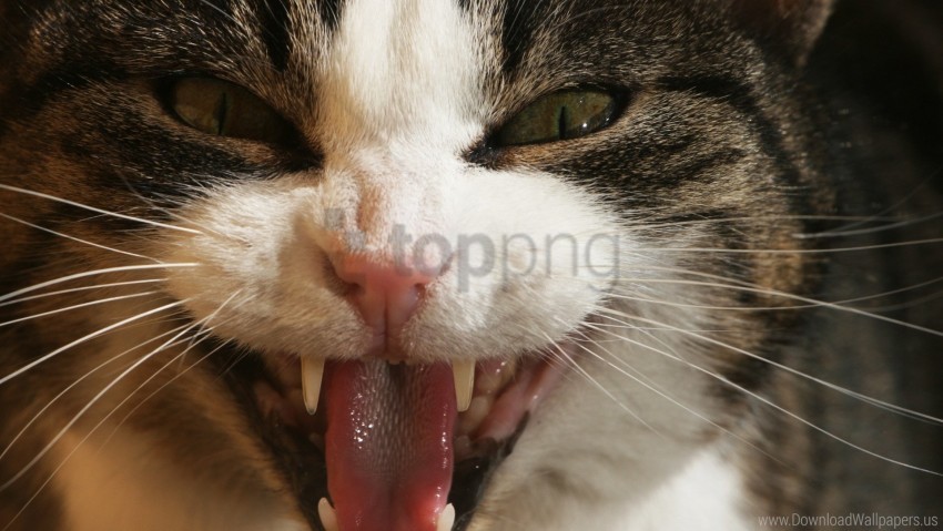 free PNG aggression, cat, face, fangs, teeth wallpaper background best stock photos PNG images transparent