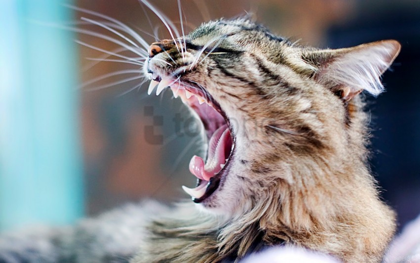aggression cat yawning wallpaper background best stock photos - Image ID 160481