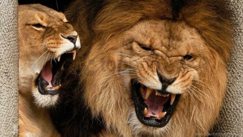 Aggression Couple Lion Lioness Teeth Wallpaper Background Best Stock Photos