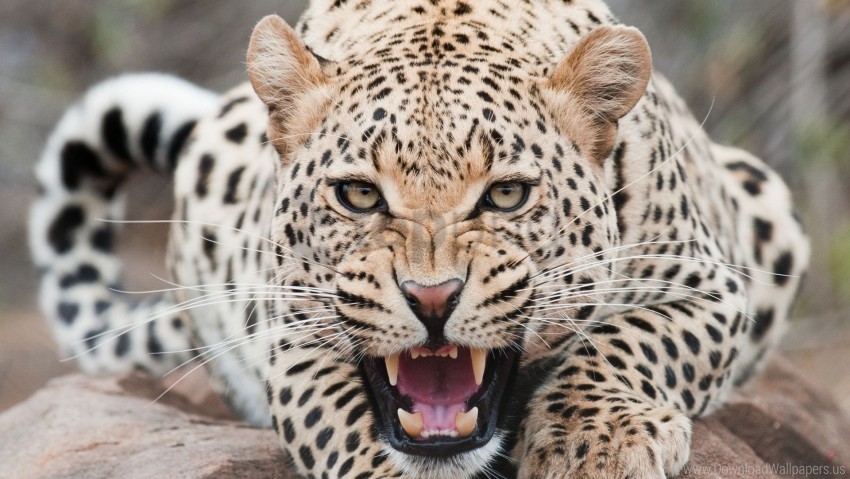 aggression, face, leopard, predator, teeth wallpaper background best stock photos@toppng.com