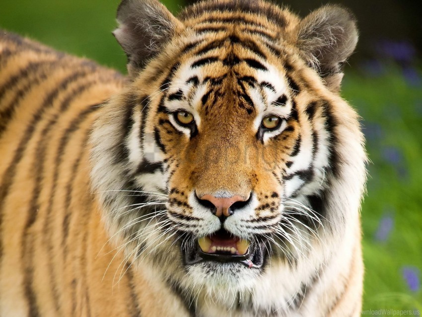 Aggression Face Mouth Open Tiger Wallpaper Background Best
