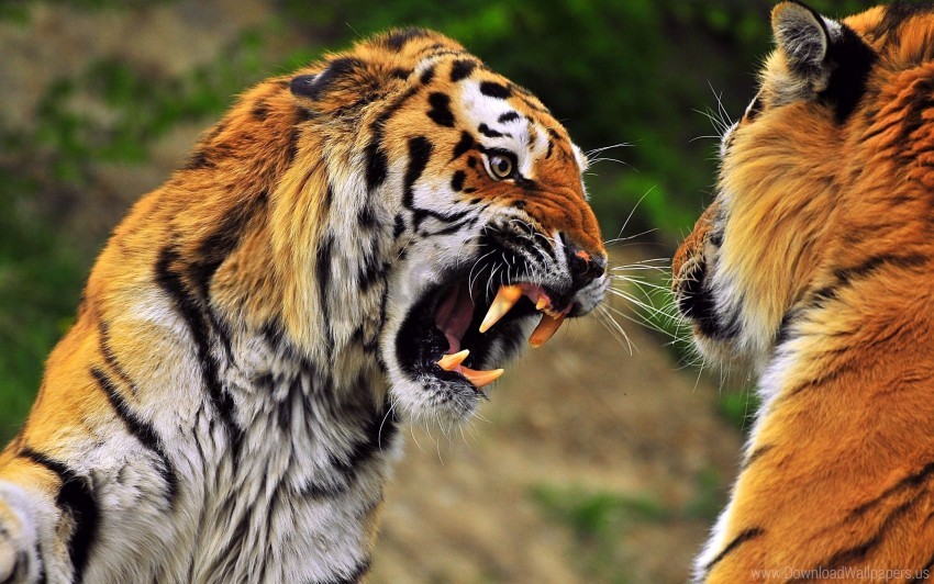 Aggression Face Predator Teeth Tiger Wallpaper Background Best Stock Photos