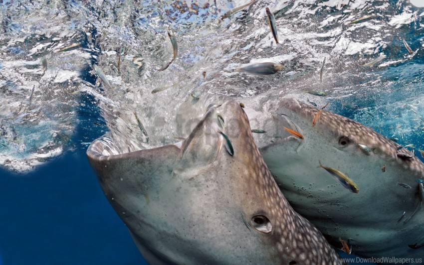 whale shark  Fish  Animals Background Wallpapers on Desktop Nexus Image  358262