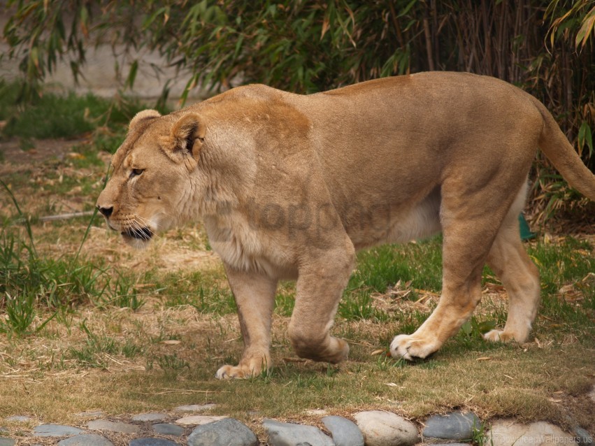 Aggression Grass King Of Beasts Lion Lioness Predator Rocks Wallpaper Background Best Stock Photos