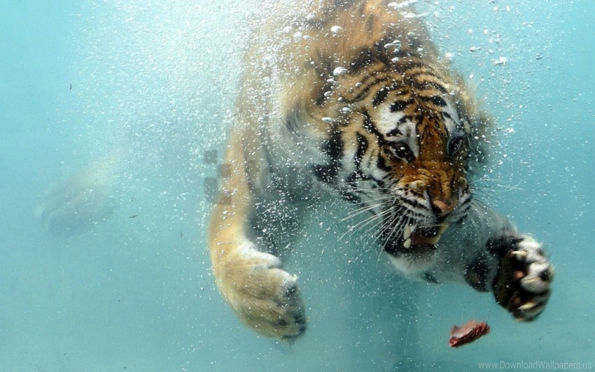 Aggression Hunting Predator Teeth Tiger Underwater Wallpaper Background Best Stock Photos