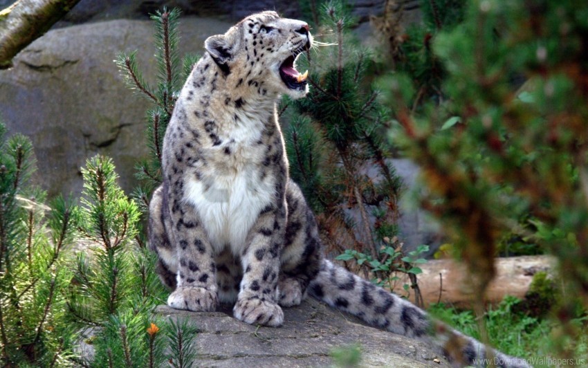 Aggression Predator Screaming Snow Leopard Wallpaper Background Best Stock Photos