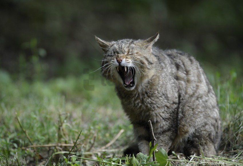 Aggression Screaming Wild Cat Wallpaper Background Best Stock Photos