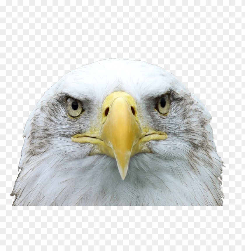 aguia americana
