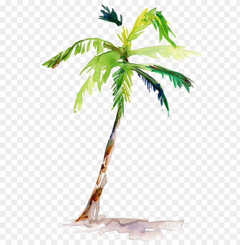 ainting arecaceae drawing coconut - watercolor palm tree PNG image