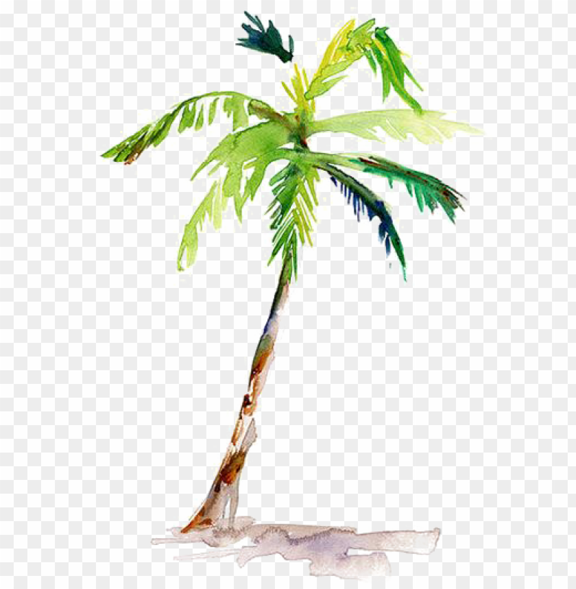 Ainting Arecaceae Drawing Coconut Watercolor Palm Tree Png Image With Transparent Background Toppng