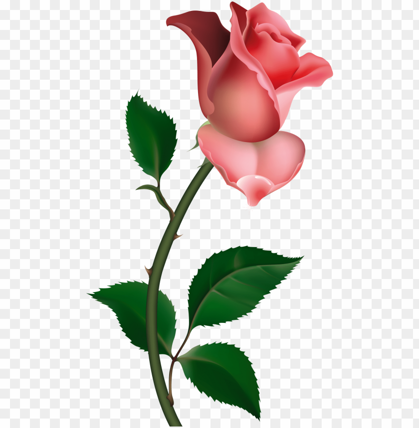 ainting, pink roses, rose buds, clip art, flower art, - clip art rose PNG image with transparent background@toppng.com