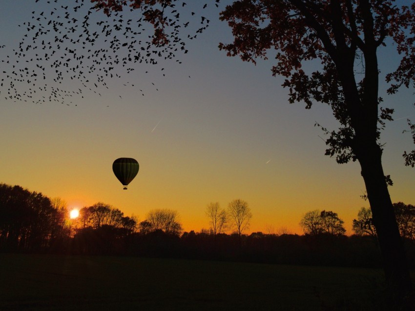 air balloon, aerostat, tree, sunset, foliage, horizon