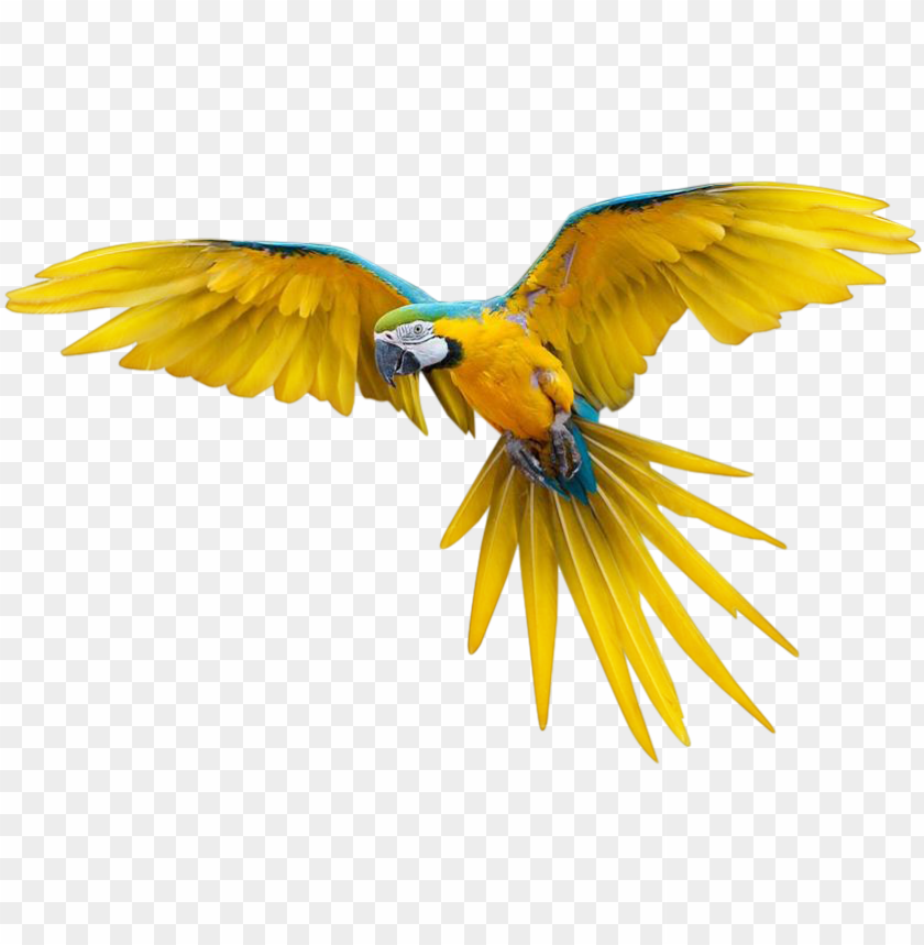 fly, flower, bird, eagle, nature, flying bird, wing