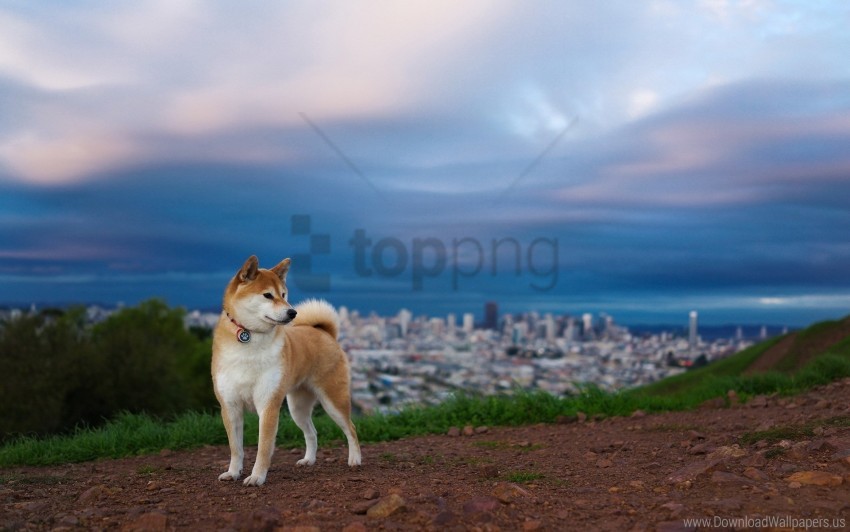 akita inu dog hill nature wallpaper background best stock photos - Image ID 146586