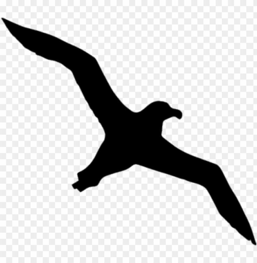 animals, birds, albatrosses, albatross silhouette, 