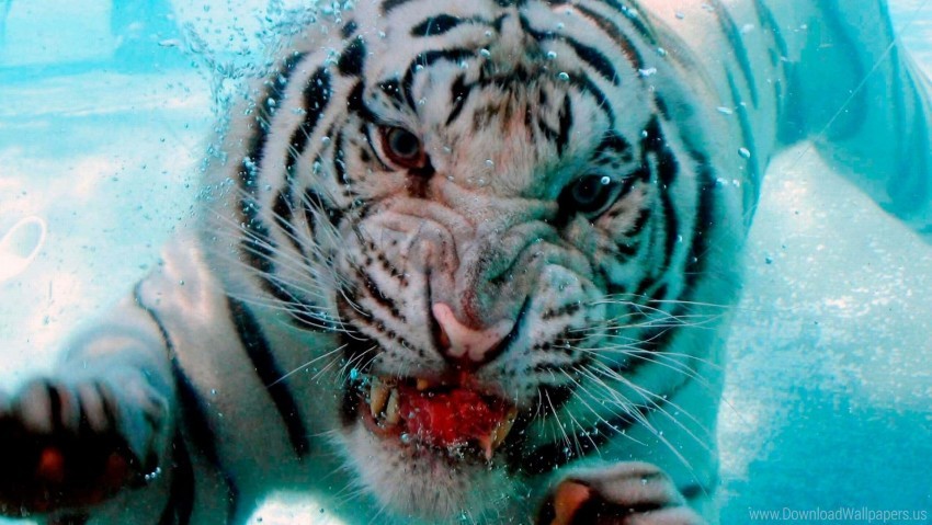 Albino Big Cat Blood Face Teeth Tiger Wallpaper Background