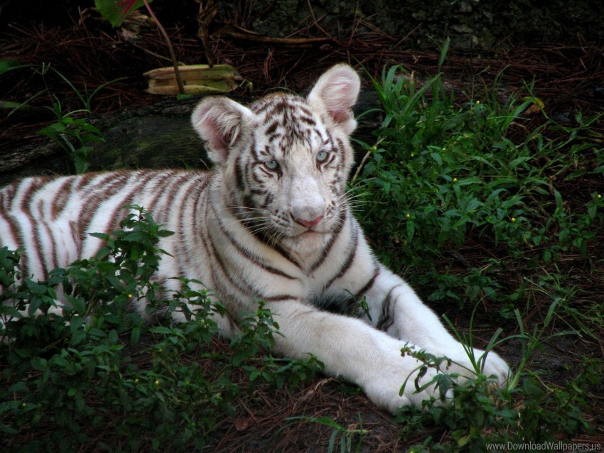 free PNG albino, big cat, grass, sit, tabby, tiger cub wallpaper background best stock photos PNG images transparent