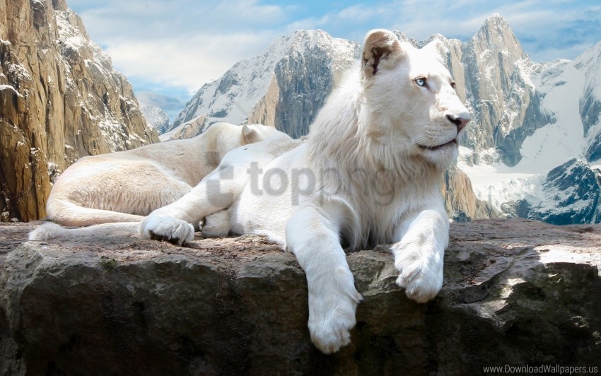 albino lie lion mountain rock wallpaper background best stock photos - Image ID 147916