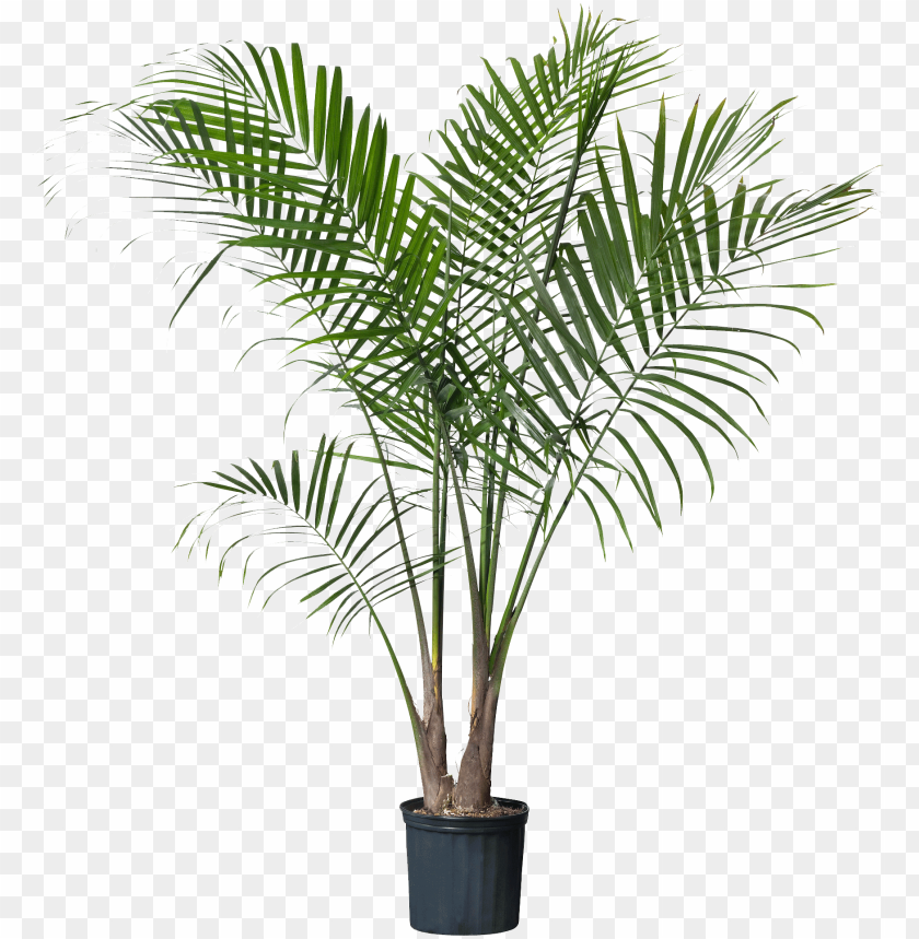alm plant PNG image with transparent background@toppng.com