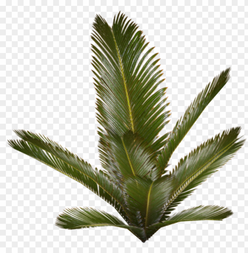 palm tree, flower, nature, decoration, tree, isolated, leaf