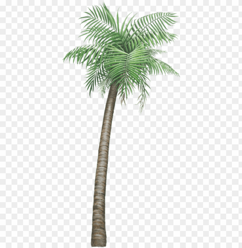 alm tree PNG transparent with Clear Background ID 207448