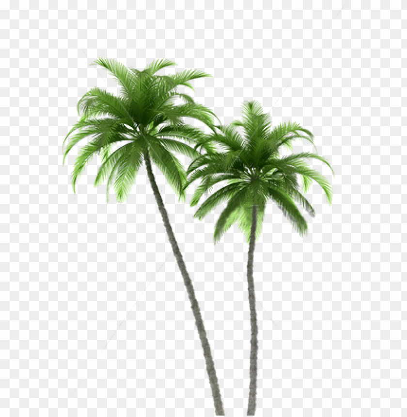 palm tree, decoration, tongue, organic, dirty, tree vector, number 2