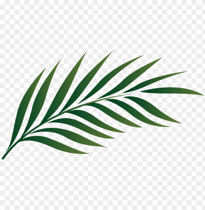 Alm Tree Leaf Clipart 19 1 - Palm Tree Leaf Clipart PNG Transparent With Clear Background ID 173086