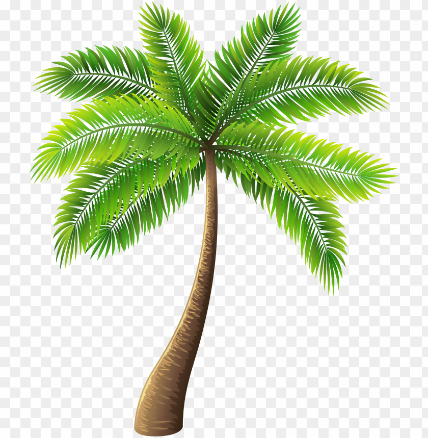 free PNG alm tree png clip art - palm tree png cartoo PNG image with transparent background PNG images transparent