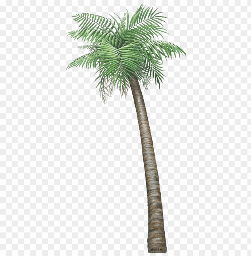 Alm Tree Png Transparent Image - Small Pictures Of Palm Trees PNG Transparent With Clear Background ID 249219