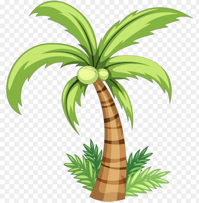sketch coconut tree drawing - Clip Art Library