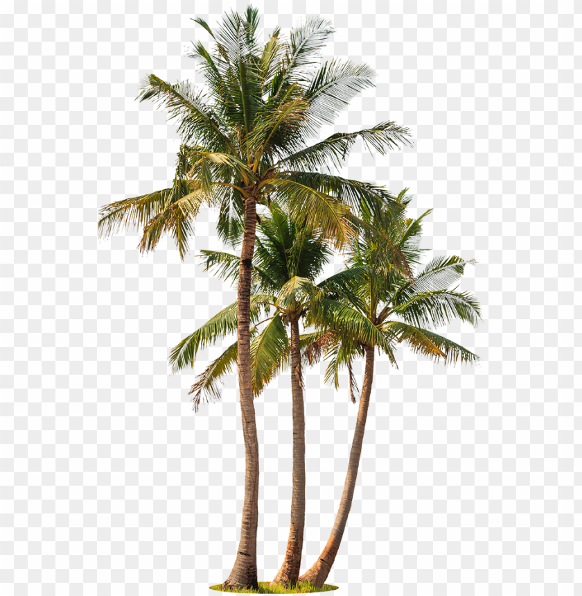 Alm Trees White Background PNG Image With Transparent Background
