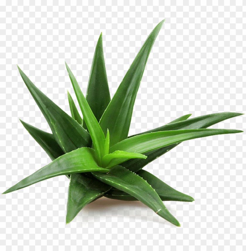aloe infusion aloe vera plant PNG transparent with Clear Background ID 200590