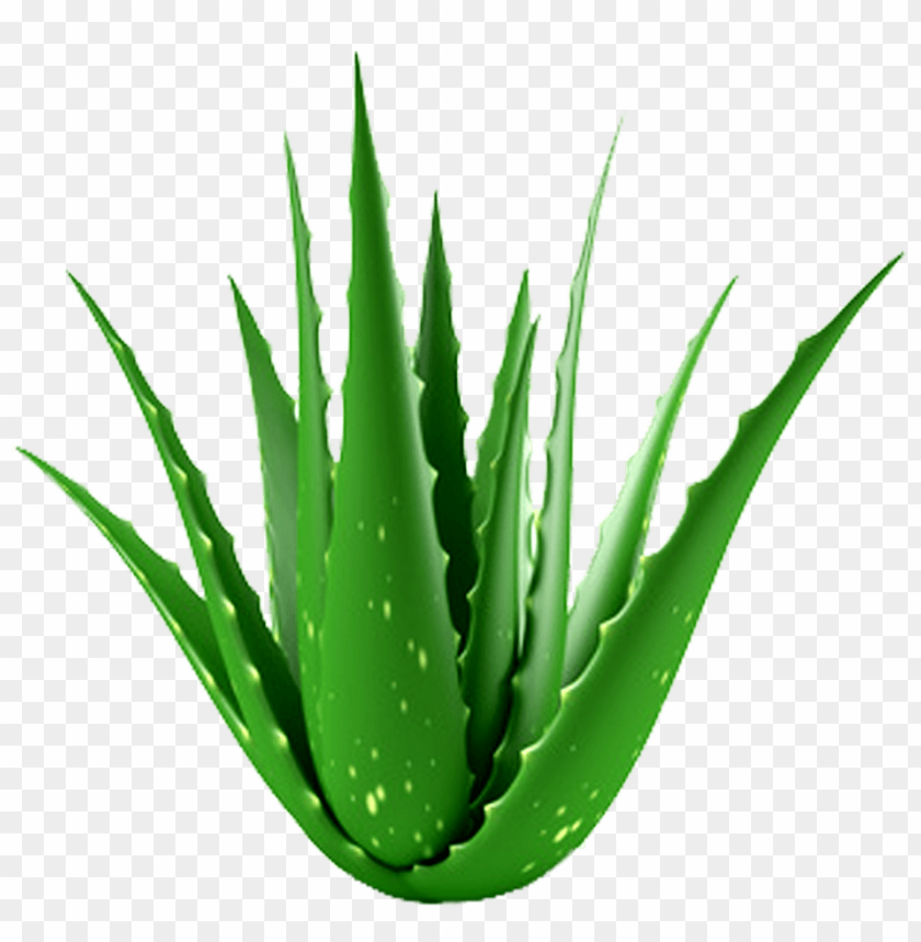 Aloe Plant Hypehair Aloe Vera Plant PNG Image With Transparent Background@toppng.com