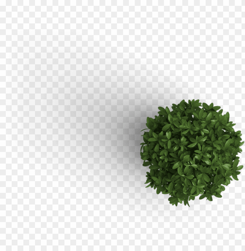 already have an account log in - plant top view PNG image with transparent  background | TOPpng