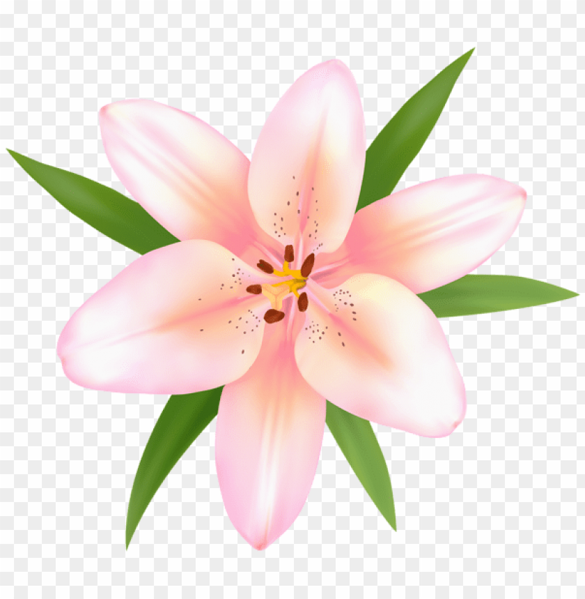 alstroemeria flower