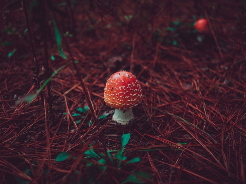 amanita, mushroom, grass, autumn